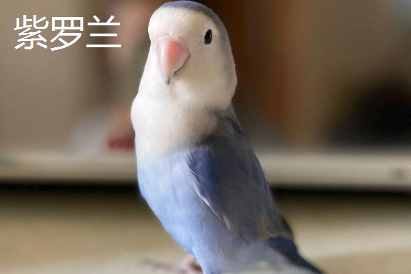 牡丹鹦鹉有哪些品种，棕头牡丹、绿桃牡丹等品种很常见