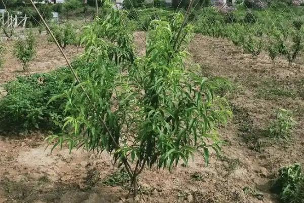 种黄桃要施什么肥，不同生长时期所需肥不同