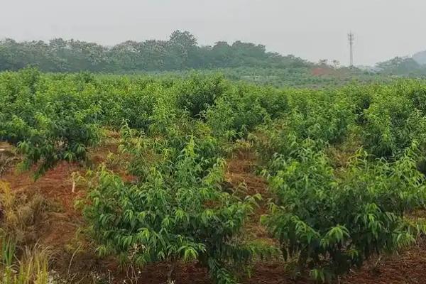 种黄桃要施什么肥，不同生长时期所需肥不同