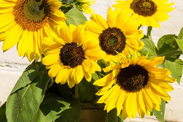 向日葵上的虫子处理方式，需及时修剪打理