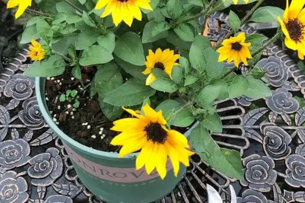 向日葵上的虫子处理方式，需及时修剪打理