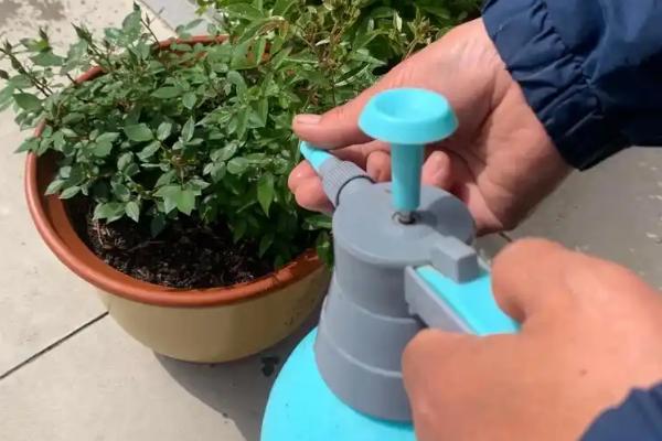 向日葵上的虫子处理方式，需及时修剪打理