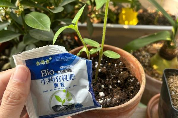 向日葵上的虫子处理方式，需及时修剪打理