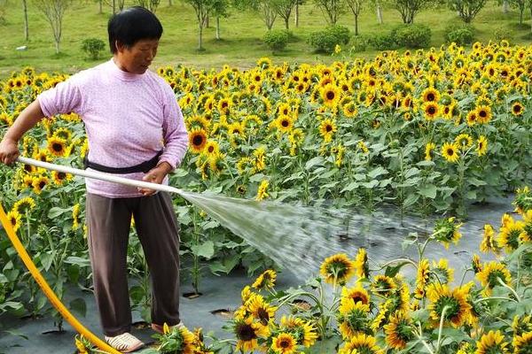 向日葵上的虫子处理方式，需及时修剪打理