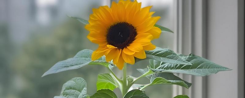 向日葵上的虫子处理方式，需及时修剪打理