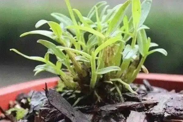 石斛如何养殖，每隔2-3天浇一次水