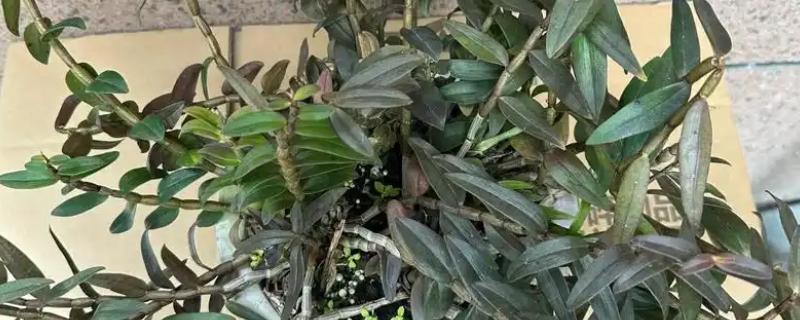 石斛如何养殖，每隔2-3天浇一次水