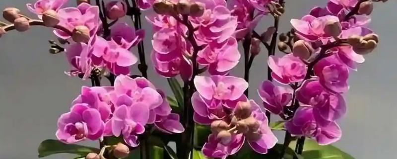 蝴蝶兰的特点,一般在冬季开花