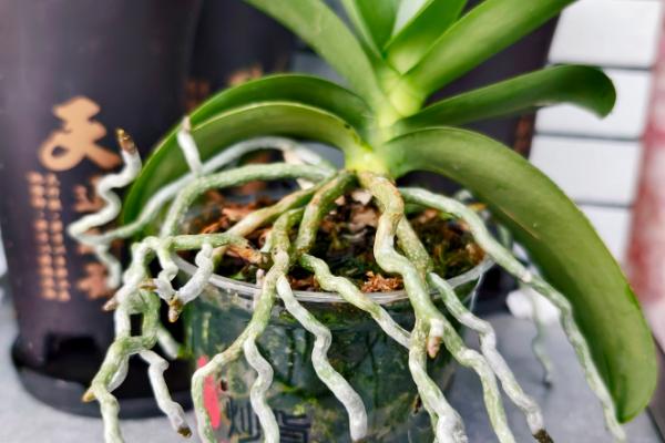 蝴蝶兰的特点，一般在冬季开花