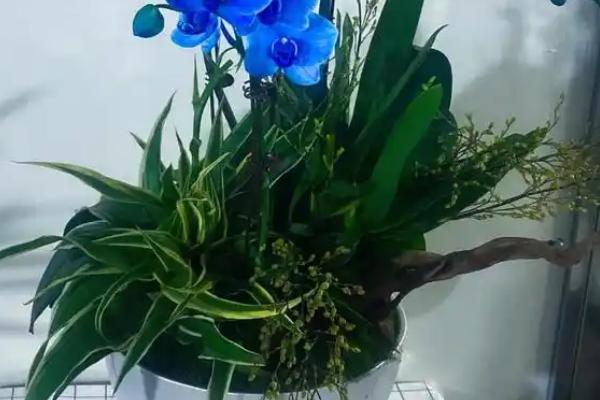 蝴蝶兰的特点，一般在冬季开花