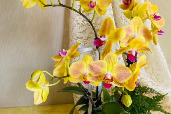 蝴蝶兰的特点，一般在冬季开花