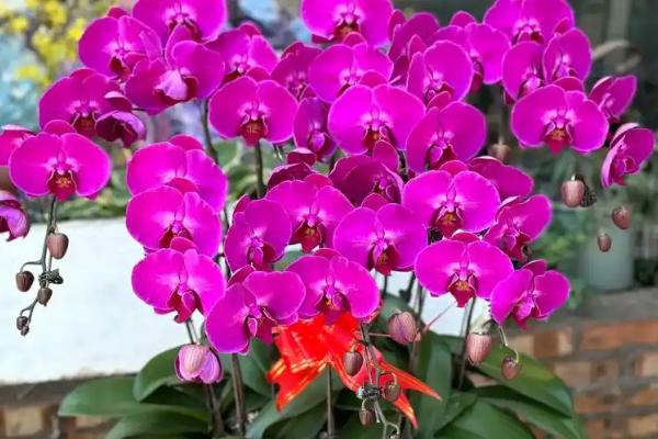 蝴蝶兰的特点，一般在冬季开花