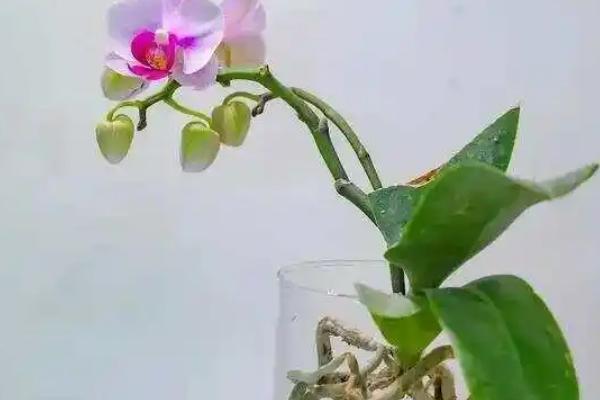 蝴蝶兰的特点，一般在冬季开花