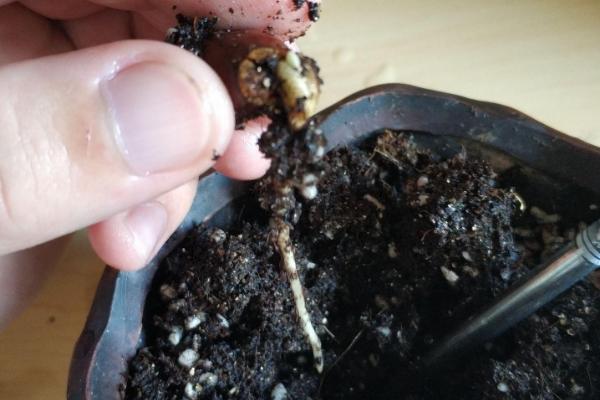 荔枝核能种吗，荔枝核能种