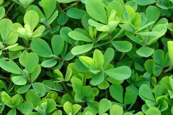 苜蓿草的用种量，条播的话每亩用种1.3-1.5kg