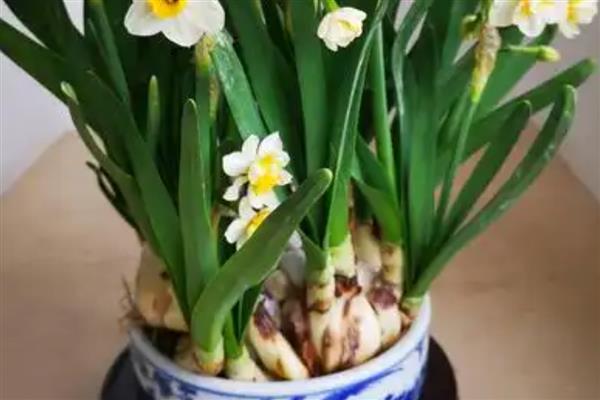 家里为什么不能养水仙花，因为家里整体光线不好