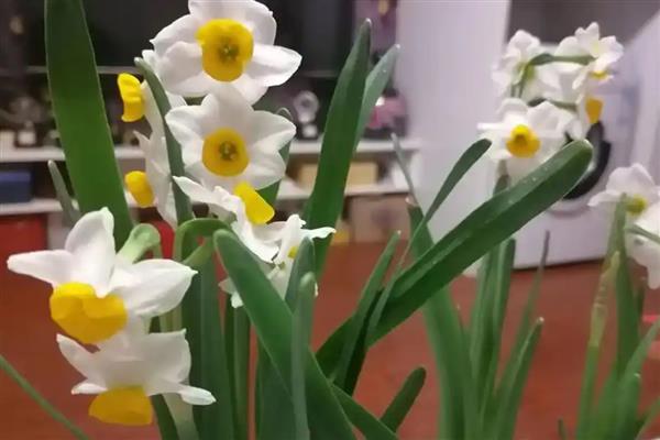 家里为什么不能养水仙花，因为家里整体光线不好