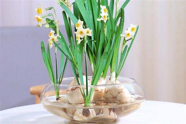 家里为什么不能养水仙花，因为家里整体光线不好