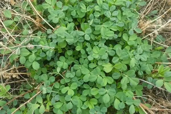 苜蓿草的用种量，条播的话每亩用种1.3-1.5kg
