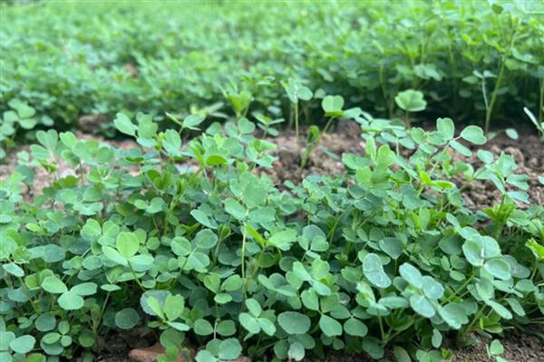 苜蓿草的用种量，条播的话每亩用种1.3-1.5kg