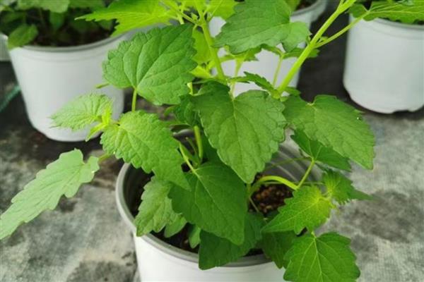 藿香的病虫害防治方法，常见的有根腐病、枯萎病等
