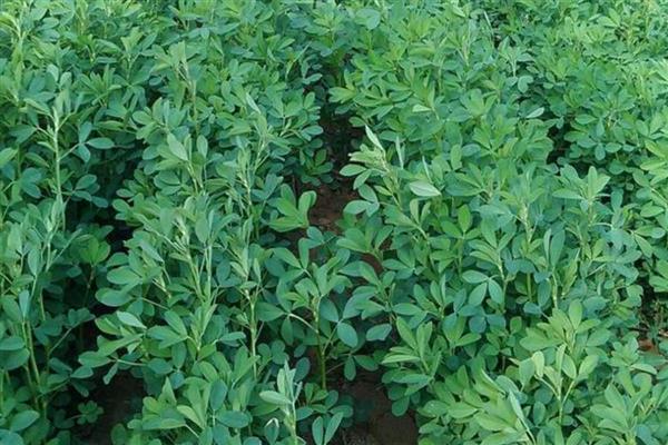 苜蓿草的用种量，条播的话每亩用种1.3-1.5kg