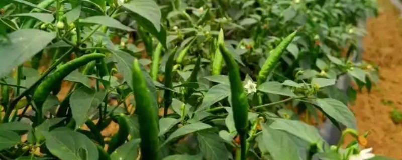 辣椒坐果期用哪种肥料，以氮磷钾肥为主