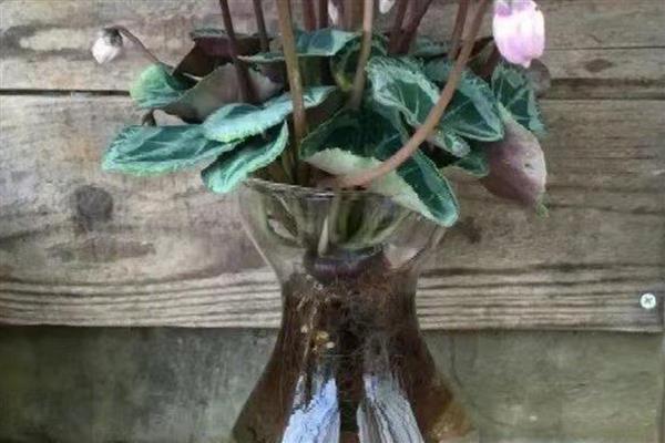 如何水培仙客来，每隔5天换一次水