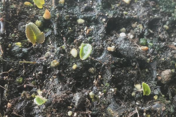 如何水培仙客来，每隔5天换一次水