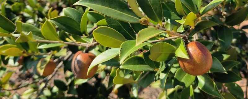 浙林17号油茶简介，年均每亩产量为40.25kg