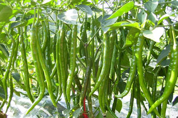 辣椒坐果期用哪种肥料，以氮磷钾肥为主