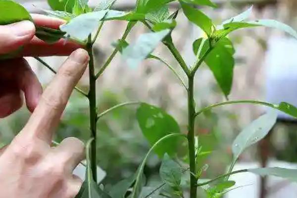 辣椒坐果期用哪种肥料，以氮磷钾肥为主