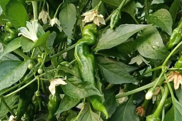 辣椒坐果期用哪种肥料，以氮磷钾肥为主