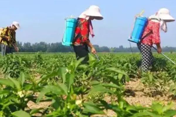 辣椒坐果期用哪种肥料，以氮磷钾肥为主