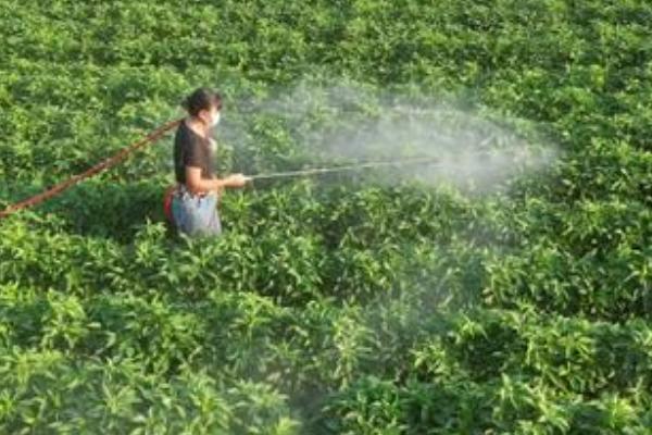 辣椒坐果期用哪种肥料，以氮磷钾肥为主