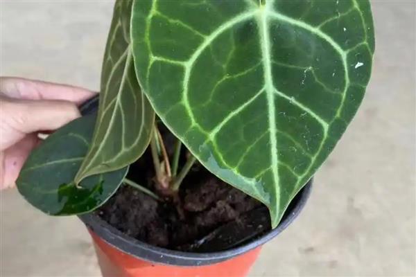 水晶花烛怎么养殖，每隔2-3天浇一次水