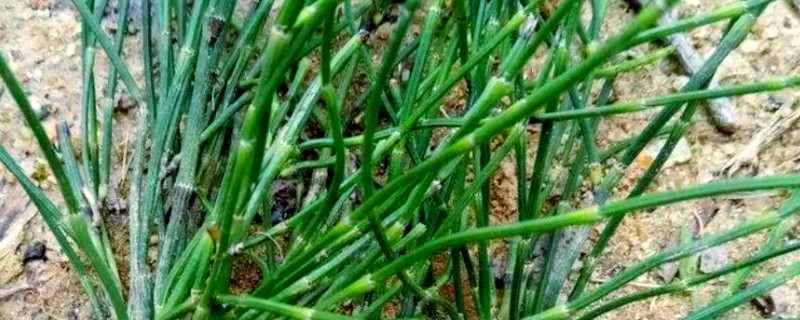 节节草和麻黄草有什么区别，外形、叶片、花朵均不同