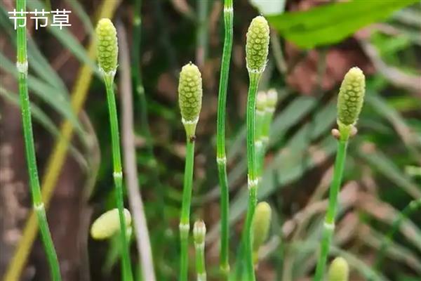 节节草和麻黄草有什么区别，外形、叶片、花朵均不同