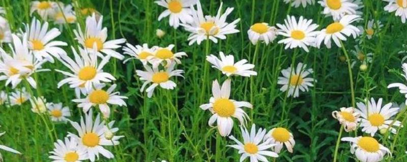 小雏菊的花语，寓意永远的快乐、深沉的爱意等