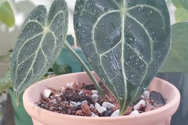水晶花烛怎么养殖，每隔2-3天浇一次水
