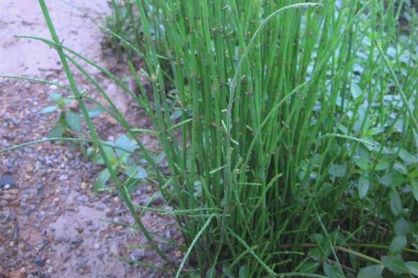 节节草和麻黄草有什么区别，外形、叶片、花朵均不同