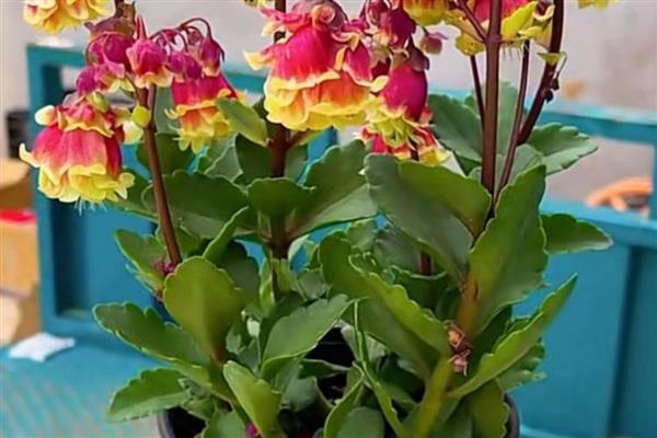 夏天怎么养宫灯长寿花，夏天不建议换土