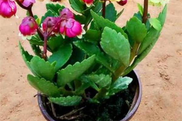夏天怎么养宫灯长寿花，夏天不建议换土