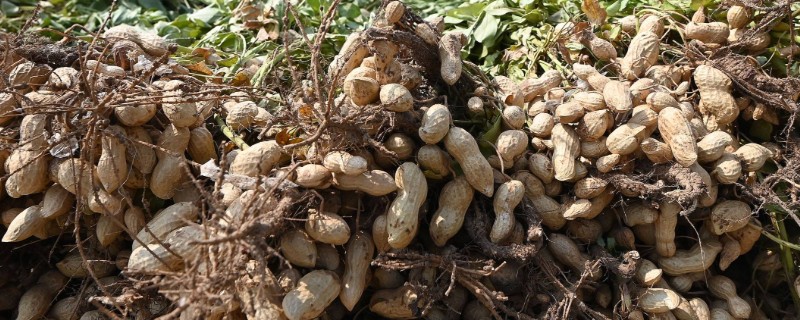防止花生烂种的方法，用甲基硫菌灵等药物拌种具有防效