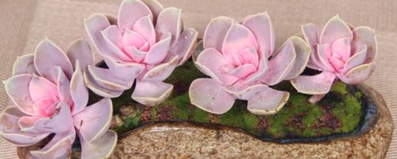 红心莲的养护注意事项，一定要加强通风