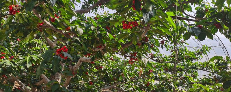 樱桃怎么施肥,9月至10月上旬施加基肥