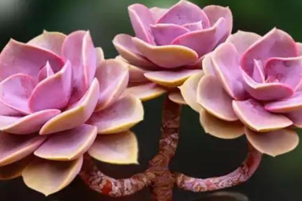 红心莲的养护注意事项，一定要加强通风