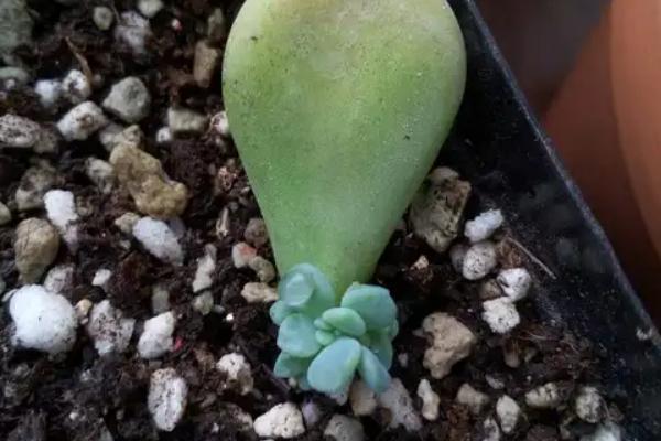 红心莲的养护注意事项，一定要加强通风