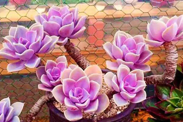 红心莲的养护注意事项，一定要加强通风