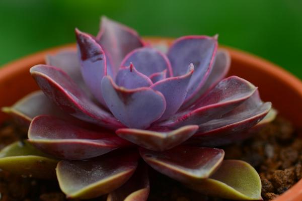 红心莲的养护注意事项，一定要加强通风